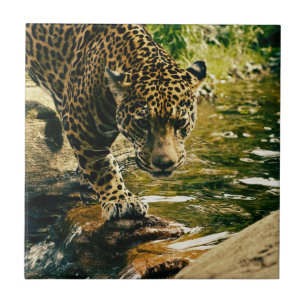 Leopard Crossing a Stream Photograph Tile