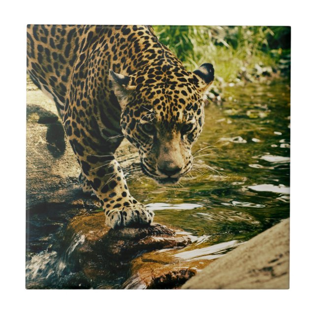 Leopard Crossing a Stream Photograph Tile (Front)
