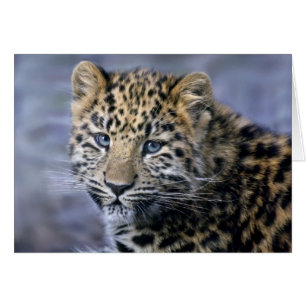 Leopard Cub Card