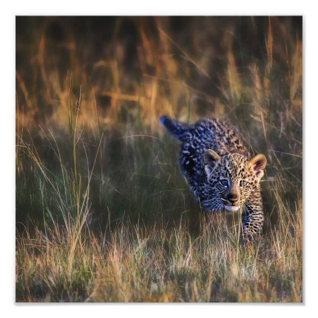 Leopard Cub Panthera Pardus Photo Print (Front)