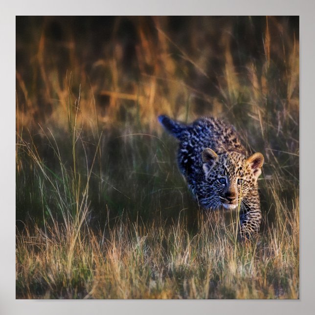 Leopard Cub Panthera Pardus Poster (Front)