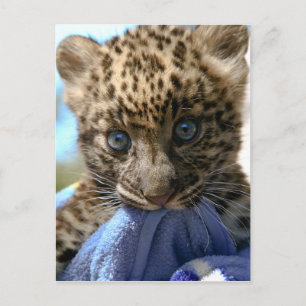 Leopard cub postcard