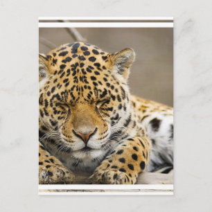 Leopard Cub Postcard