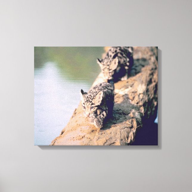 Leopard cubs on log canvas print (Front)