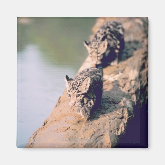 Leopard cubs on log magnet (Front)