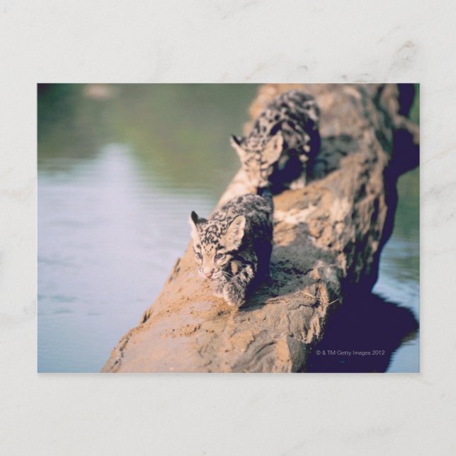 Leopard cubs on log postcard (Front)