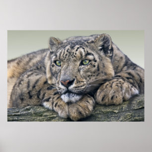 Leopard Dreaming Print