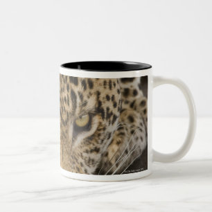 Leopard drinking, Greater Kruger National Park, Two-Tone Coffee Mug