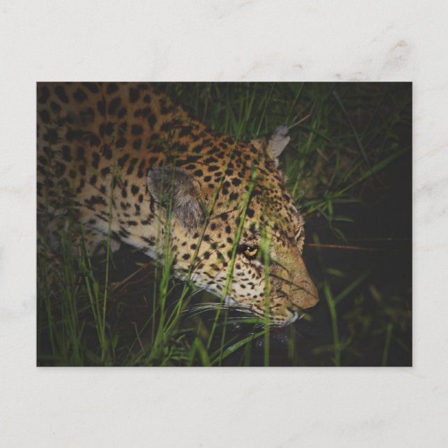 Leopard drinking in the wild safari postcards (Front)