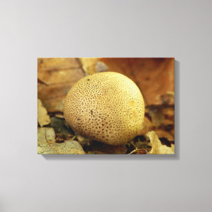 Leopard Earthball Fungus Canvas Print