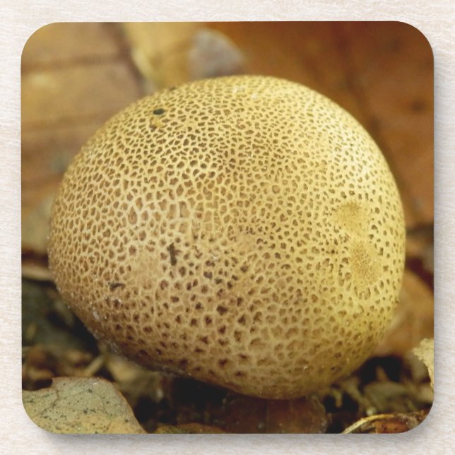 Leopard Earthball Fungus Hard Plastic Coasters (Front)