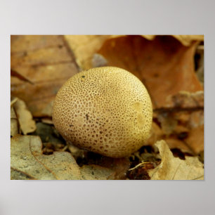 Leopard Earthball Fungus Poster
