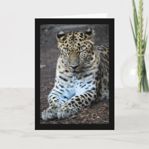 Leopard Eyes Shut Card