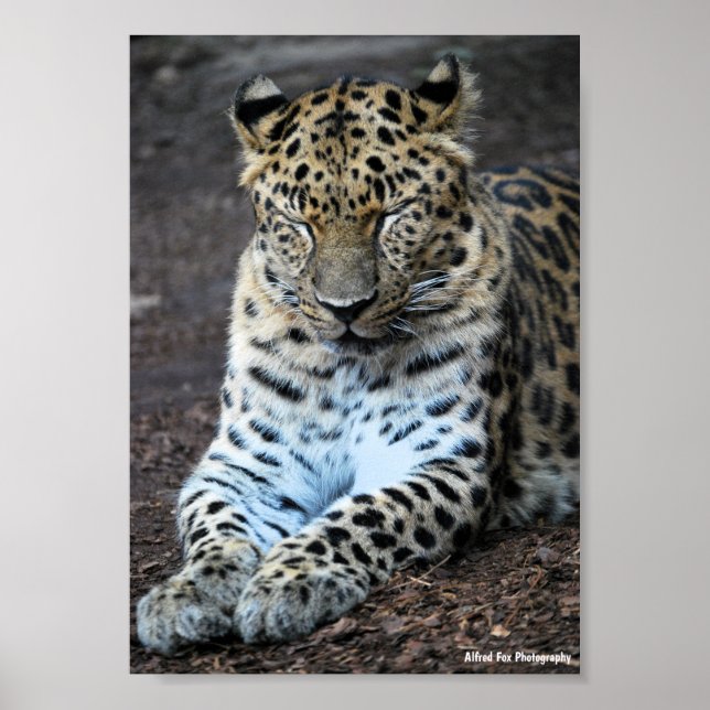 Leopard Eyes Shut Poster (Front)
