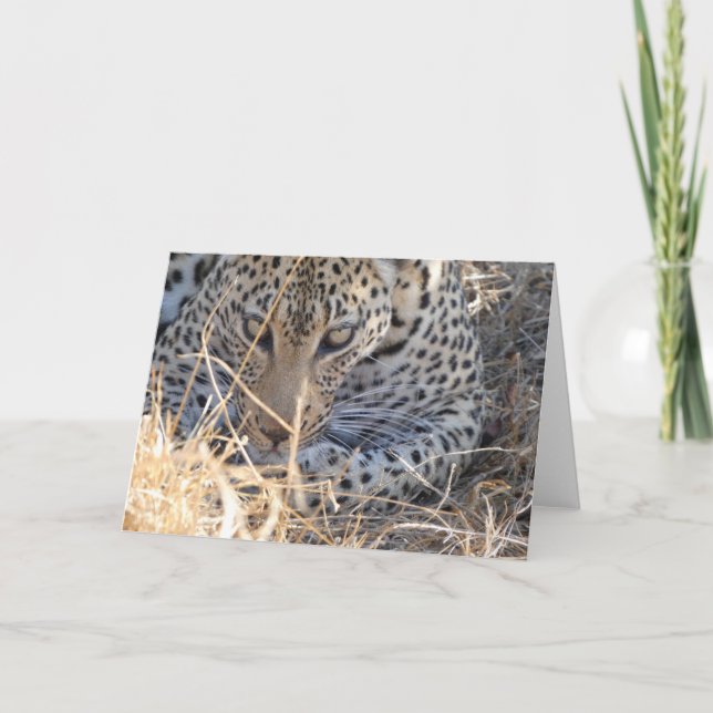 LEOPARD FACE CLOSE-UP CARD (Front)