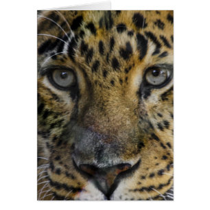 Leopard Face of Hunger