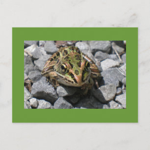 Leopard Frog Postcard