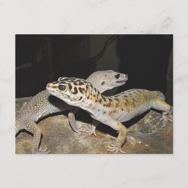 Leopard gecko design for all gecko lovers! postcard (Front)