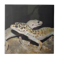 Leopard 2024 gecko tile