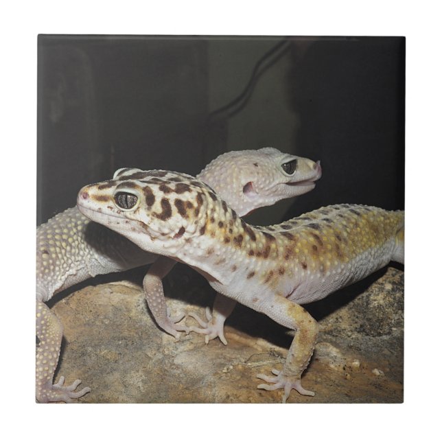 Leopard gecko design for all! tile (Front)