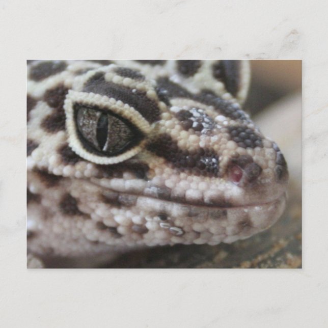 Leopard Gecko Eyes Mouth  Face Close Up Postcard (Front)