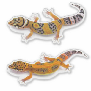 Leopard Gecko Lizard
