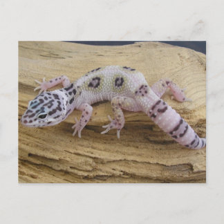 Leopard Gecko Postcard
