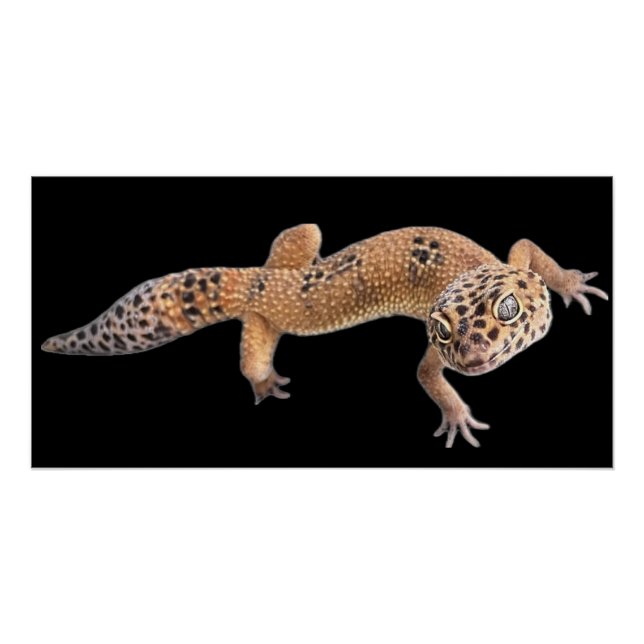  Leopard Gecko  Poster (Front)
