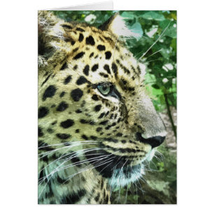LEOPARD Greetings card