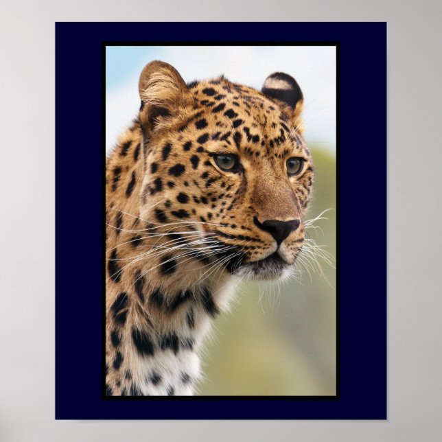 Leopard Head Shot Poster (Front)