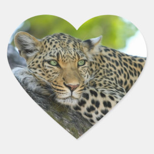 Leopard Heart Sticker