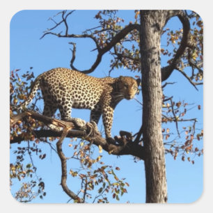 Leopard in a Tree in Africa Square Sticker