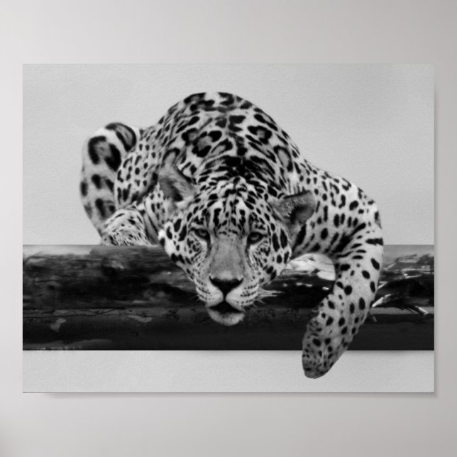 Leopard in black and white poster (Front)