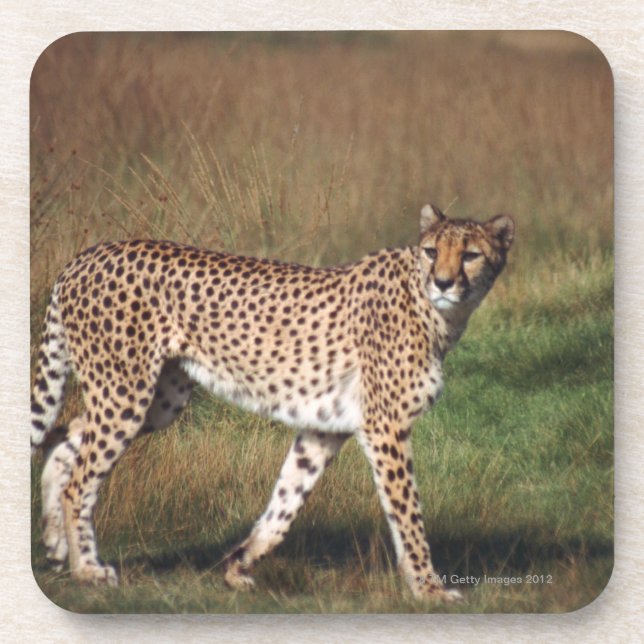 Leopard in plain coaster (Front)