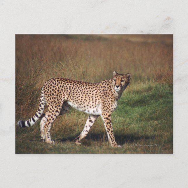 Leopard in plain postcard (Front)