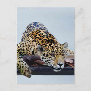 Leopard in the tree II Postcard