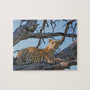 Leopard in tree jigsaw puzzle