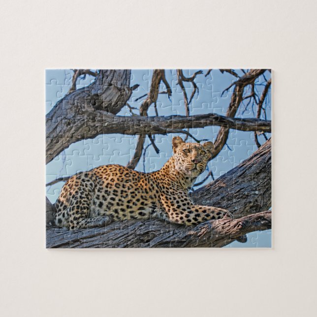 Leopard in tree jigsaw puzzle (Horizontal)
