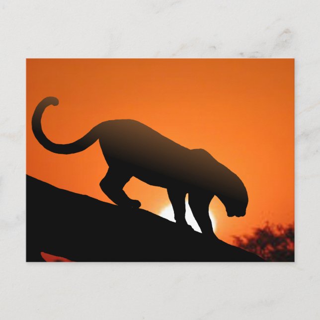 Leopard in tree postcard (Front)