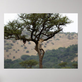 Leopard in Tree – Safari Wildlife Fine Art Print