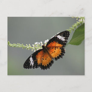 Leopard Lacewing Postcard
