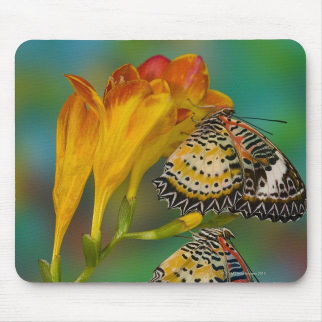 Leopard Lacewing tropical butterflies (Cethosia Mouse Pad (Front)