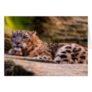 Léopard Lounging
