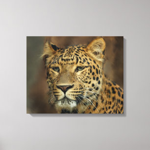 Leopard Lovers Canvas Print