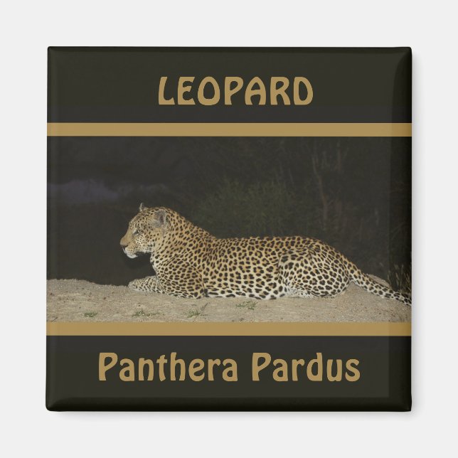 Leopard lying on sand bank wildlife magnets (Front)