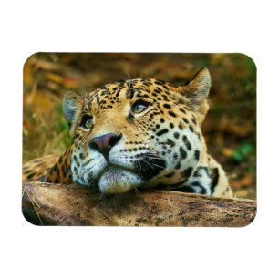 Leopard Magnet
