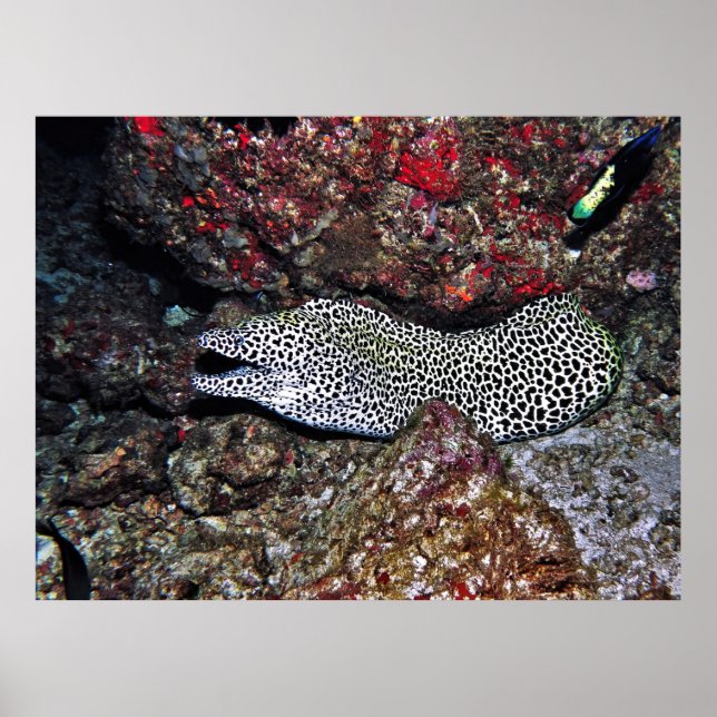 Leopard Moray Poster (Front)
