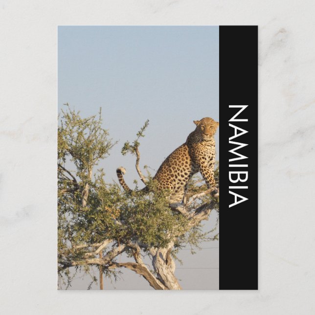 Leopard, Namibia Postcard (Front)