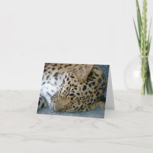 Leopard Note Card