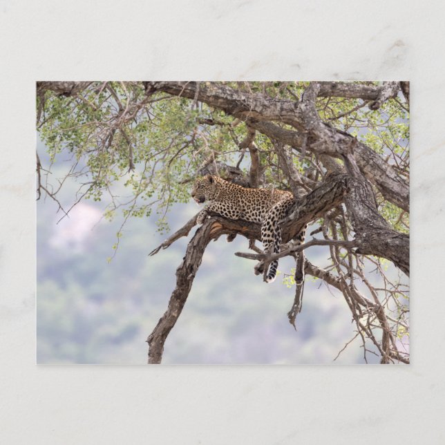 Leopard on a tree postcard (Front)